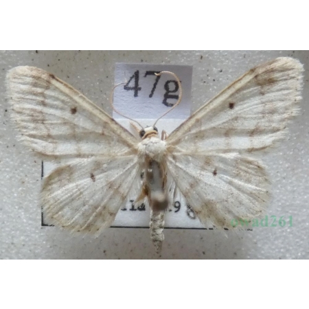 Idaea biselata (Hufnagel, 1767) Krocznik ogrodowiak Czech47g